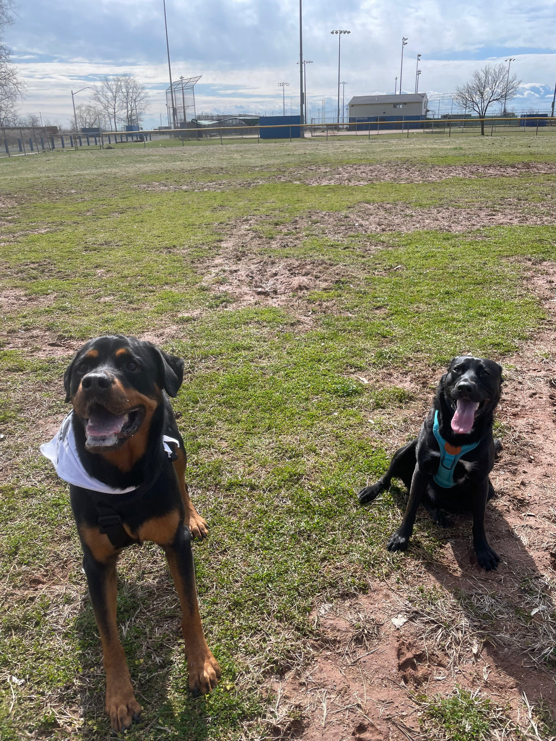 Who’s a Good Friend? The Best Companion Dogs for Your Rottweiler