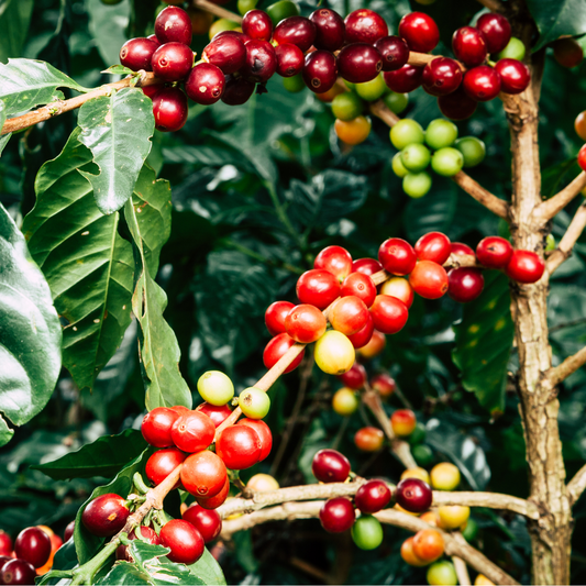 Coffee Cherries on a Branch